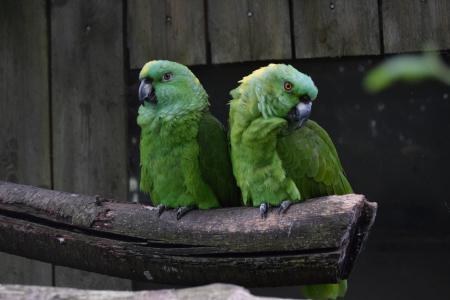 亚马逊, 鹦鹉, 鸟, 绿色, 可爱, 鸟类, 动物