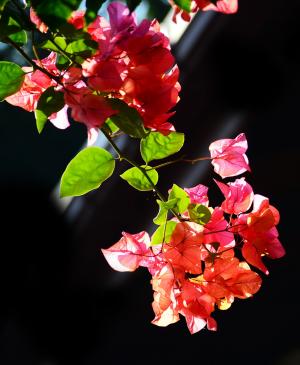 簕杜鹃, 花, 花朵, 自然, 花园, 早上, 斯里兰卡