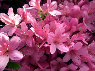 映山红花, 春天, farbenpracht, 关闭, 光明, 粉色, 自然