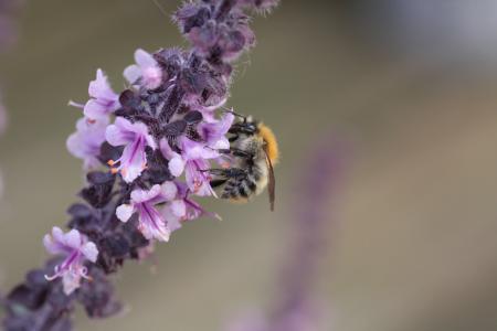 罗勒, 野生蜜蜂, 花蜜, 蜜蜂, 开花, 绽放, 自然