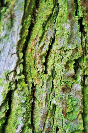 树的树皮, 树皮, 树干, 树, 粗糙, 纹理, 裂缝