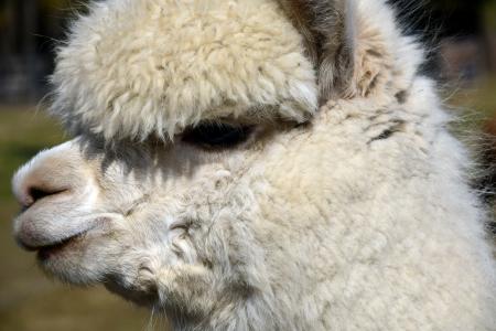 羊驼, 动物, 羊毛, 哺乳动物, 蓬松, 自然, 野生动物摄影