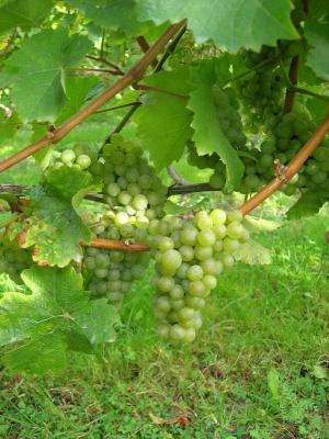 葡萄酒, 葡萄, 自然, 葡萄种植, 葡萄藤, 每年的时候, 雷司令