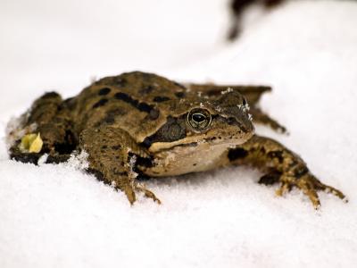 青蛙, 常见的青蛙, 两栖类动物, 自然, 动物, 雪