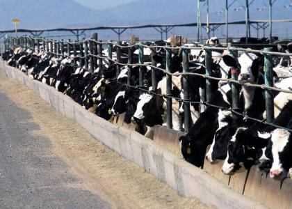 牛饲养, 农业, 牲畜, 农村, 动物, 母牛, 牛肉