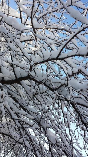 布加勒斯特, 冬天, 树木