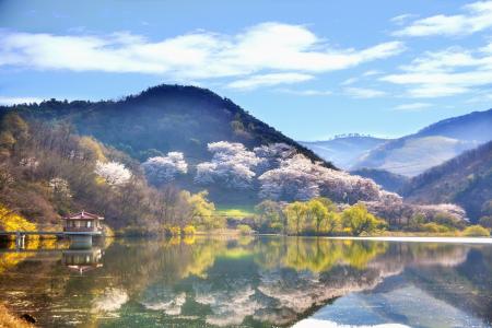 韩国, 景观, 大韩民国, 自然, 风光, 春天, 湖