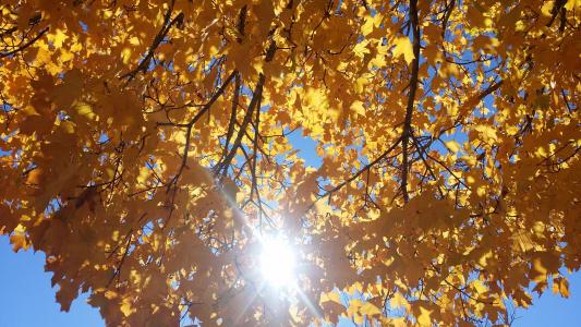 秋天的颜色, 树, 枫树