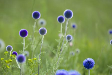 花, 返回我的蓟, 7 月, 蒙古, 蓝色的花朵, 自然, 花