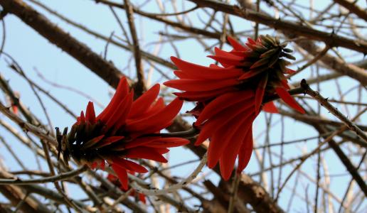 两朵花, 珊瑚, 绽放, 橙红色, 豆荚形花瓣, 火箭形状的花朵, 春天
