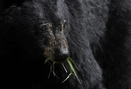 黑熊, 吃, 野生动物, 自然, 大, 毛皮, 栖息地