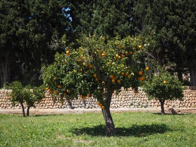 橘树, 橙色树丛, 人工林, orangengargen, 橙色鲍姆加顿, 橘子, 日志