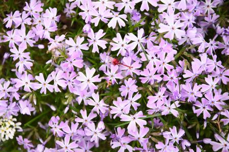 春天, 花园, 折扣, 紫色, blütenmeer