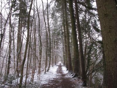 冬季森林, 森林, 雪, 冬天, 寒冷, 感冒, 自然