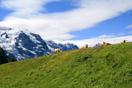 山, 瑞士, 母牛, 夏季, 自然, 瑞士, 景观