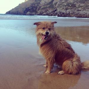 狗, 海滩, 快乐, 夏季, 动物