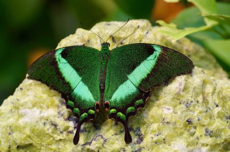 蝴蝶, 动物, 昆虫, 关闭, 绿色的颜色, 动物主题, 一种动物
