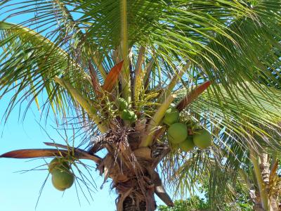 椰子树, 可可, 绿色, 海滩, 水果, 自然, 树