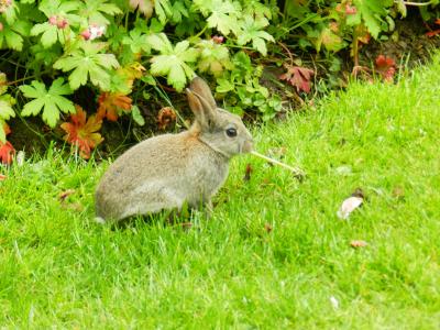 兔子, 兔宝宝, 小兔子, 复活节, 蓬松, 哺乳动物, 春天