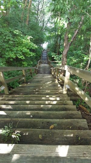 楼梯, 陡峭, 向下, 树木, 自然, 行人路, 树