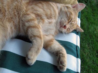 猫, tomcat, 睡觉, 谎言, 休息