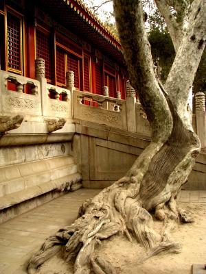 中国, 紫禁城, 树