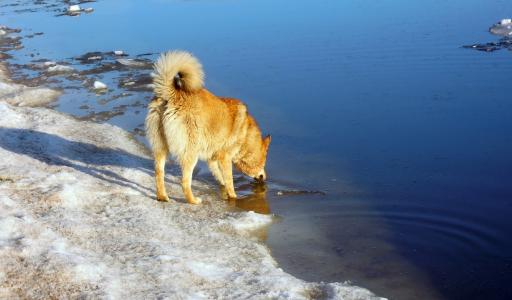 春天, 冰在融化, 狗, 红狗, 芬兰湾, 水, 俄罗斯