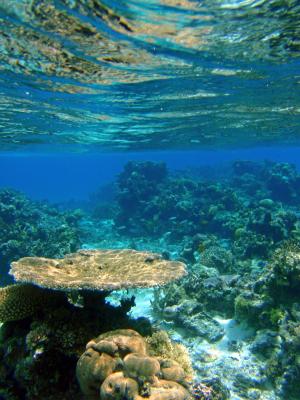 斐济, 礁, 珊瑚, 热带, 海洋, 水下, 自然