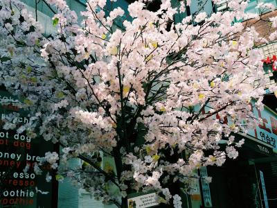 人造木, 樱花树, 总和, 樱花, 汉城, 大韩民国, 弘大