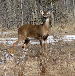 白尾鹿, 弗吉尼亚鹿, 白尾鹿, odocoileus 鹑, moneymore, 安大略省, 加拿大