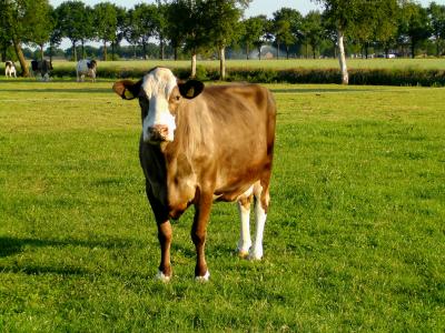 母牛, 农业, 牧场