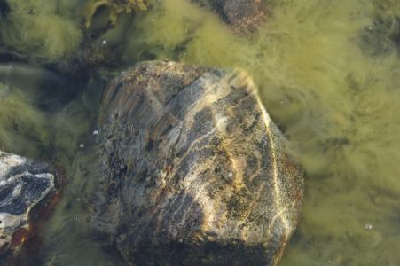 海底, 石头, 海草