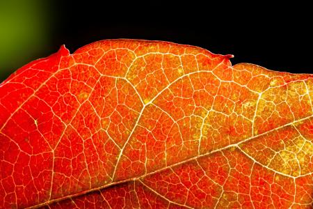 秋天, 葡萄酒的合作伙伴, 红色, 黄色, 叶子, 秋天的落叶, 着色