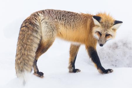红色的狐狸在黄石国家公园蒙大拿州美国全高清壁纸和背景