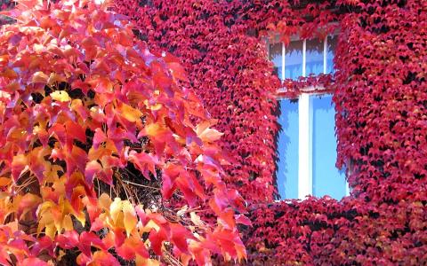 常春藤和树在秋季全高清壁纸和背景