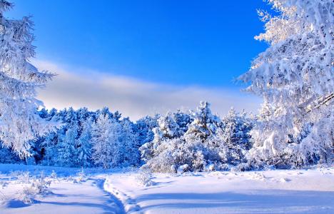 雪覆盖的树4k超高清壁纸和背景