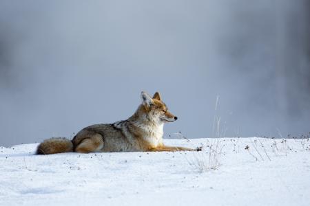 一只土狼休息在雪全高清壁纸和背景