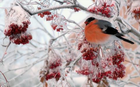 寒冷的冬天树全高清壁纸和背景的红腹灰雀