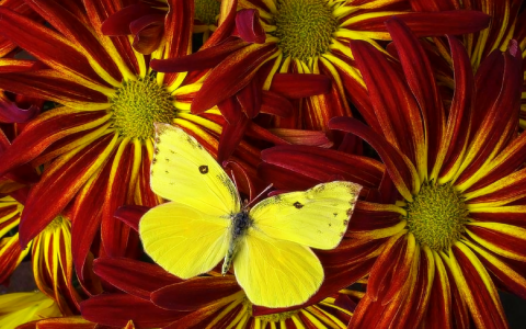 蝴蝶在秋天的花朵壁纸和背景