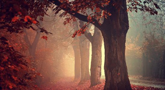 有薄雾的秋天森林壁纸和背景