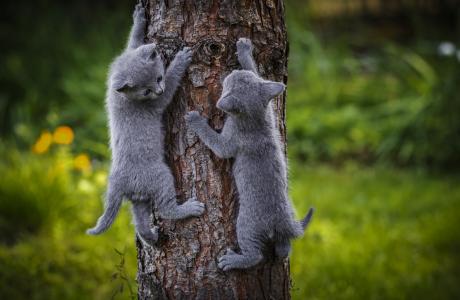 灰色的小猫爬树5k视网膜超高清壁纸和背景
