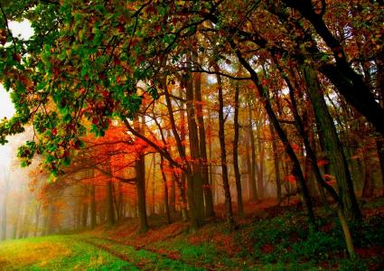 朦胧的秋天森林全高清壁纸和背景