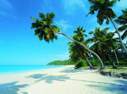 热带海滩上的棕榈树全高清壁纸和背景
