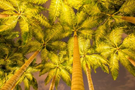 棕榈树5k视网膜超高清壁纸和背景图像