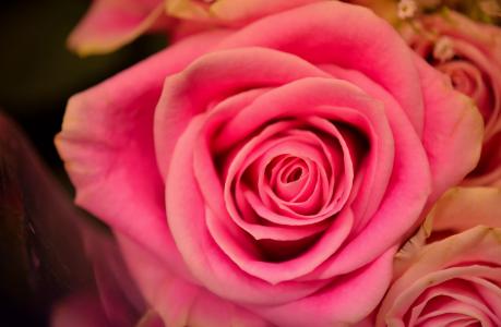 漂亮的粉红色玫瑰全高清壁纸和背景