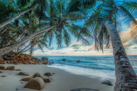 棕榈树热带海滩5k视网膜超高清壁纸和背景