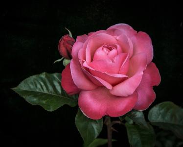 粉红色的玫瑰全高清壁纸和背景