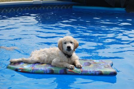 小狗在游泳池冷却全高清壁纸和背景