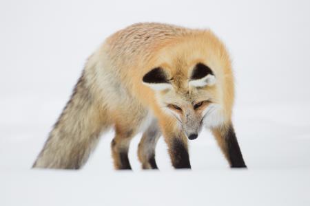 红狐狸在黄石国家公园全高清壁纸和背景