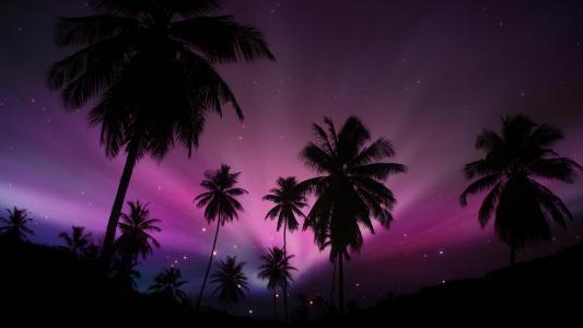 热带紫色日落全高清壁纸和背景图像